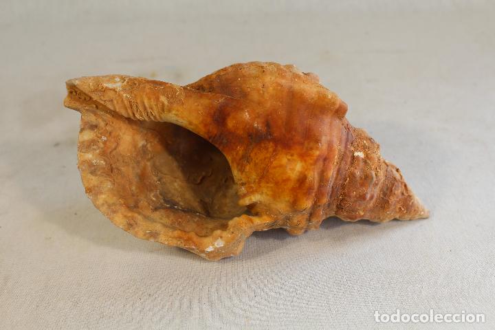 Coleccionismo de moluscos: caracola de mar - Foto 1