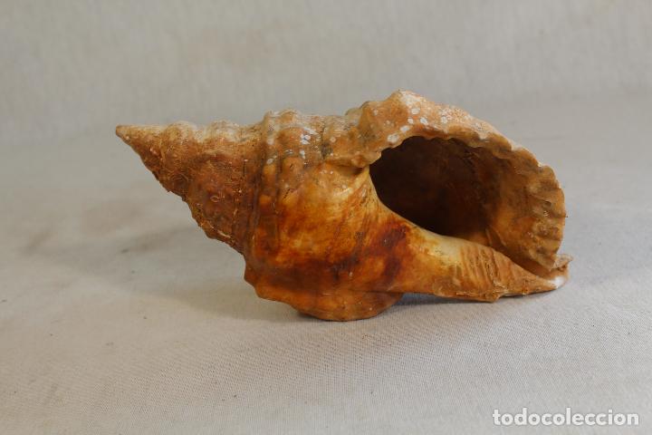 Coleccionismo de moluscos: caracola de mar - Foto 2