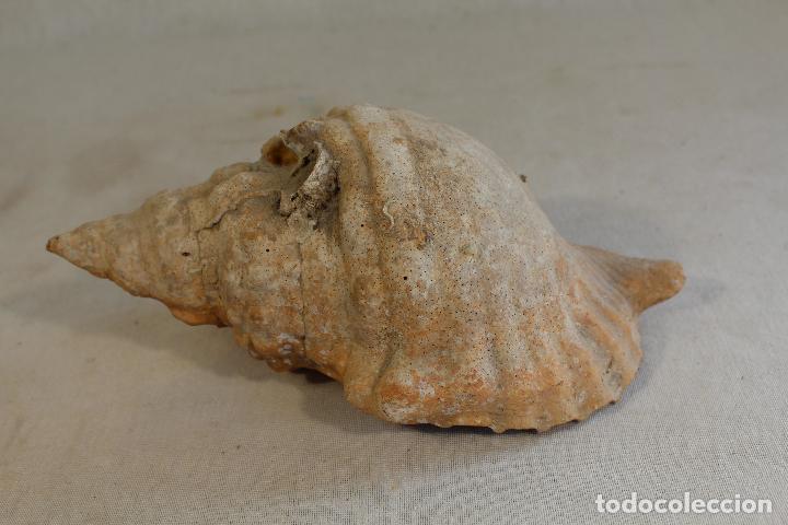 Coleccionismo de moluscos: caracola de mar - Foto 3