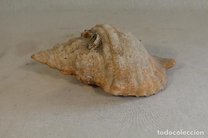 Coleccionismo de moluscos: caracola de mar - Foto 4
