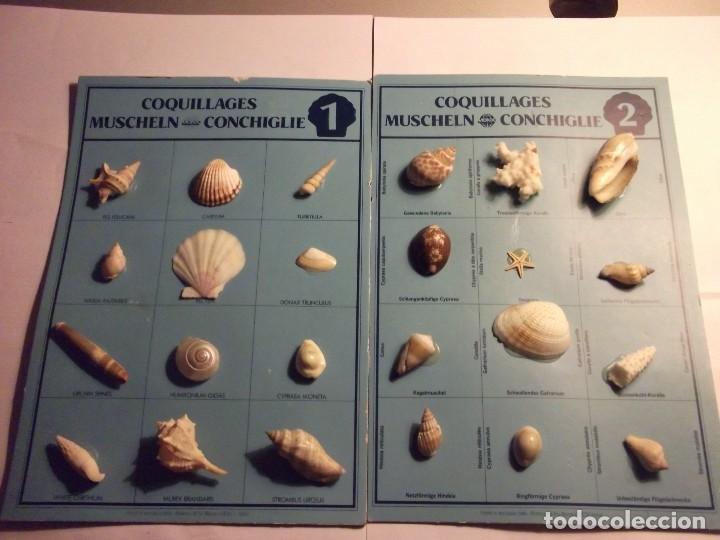 Coleccionismo de moluscos: COLECCI&Oacute;N DE CONCHAS. - Foto 1