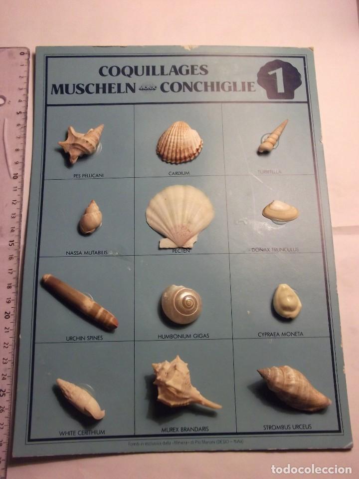 Coleccionismo de moluscos: COLECCI&Oacute;N DE CONCHAS. - Foto 2