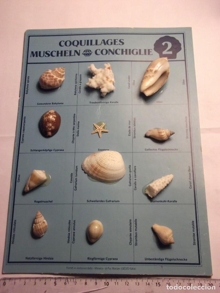 Coleccionismo de moluscos: COLECCI&Oacute;N DE CONCHAS. - Foto 3