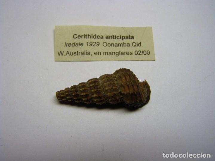 Coleccionismo de moluscos: Caracol cerithidea anticipata. - Foto 1