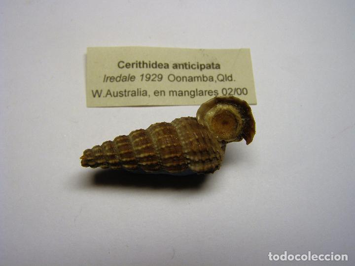 Coleccionismo de moluscos: Caracol cerithidea anticipata. - Foto 2