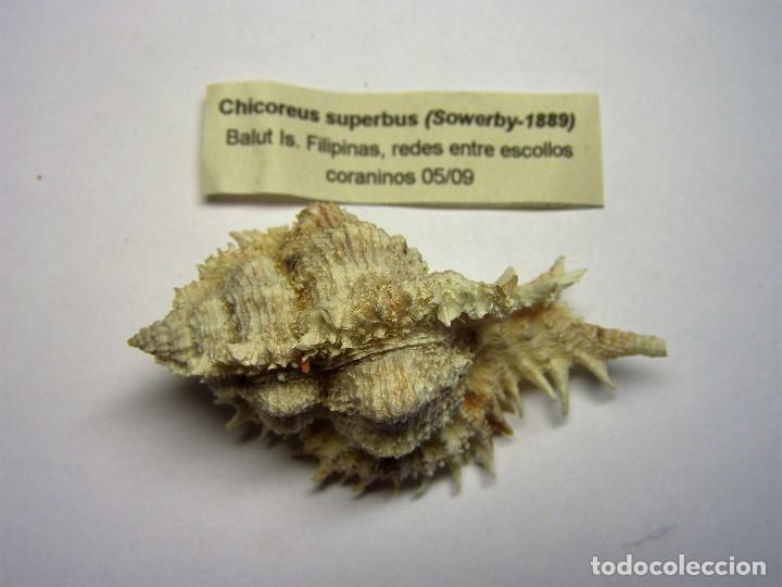 Coleccionismo de moluscos: Caracol chicoreus superbus. - Foto 1