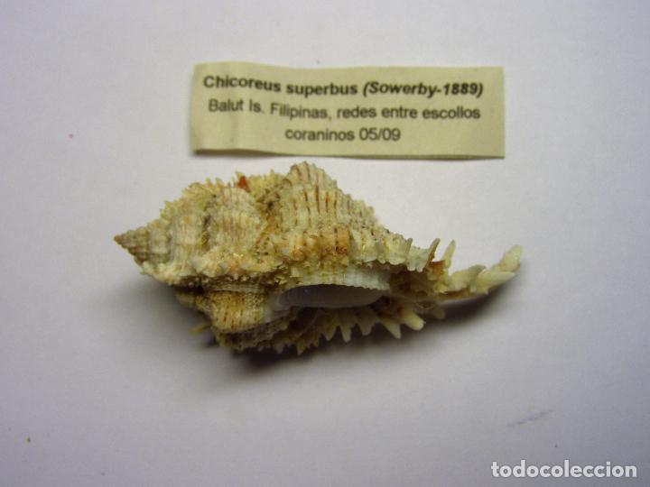 Coleccionismo de moluscos: Caracol chicoreus superbus. - Foto 2
