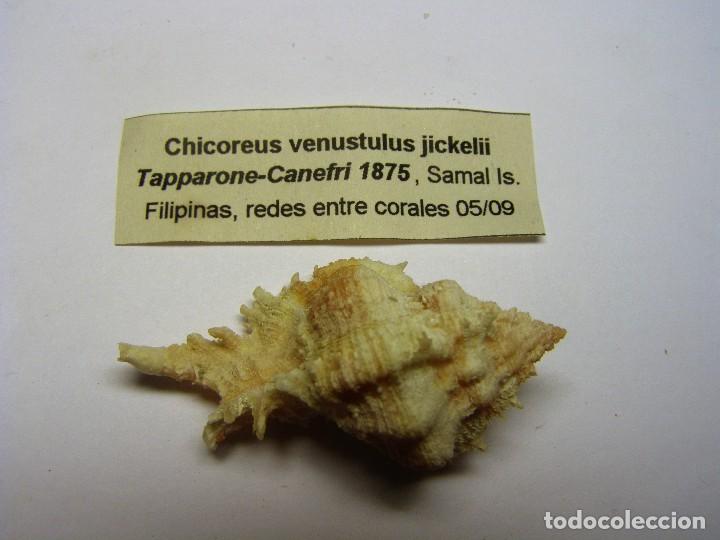 Coleccionismo de moluscos: Caracol Chicoreus venustulus jickelii - Foto 1
