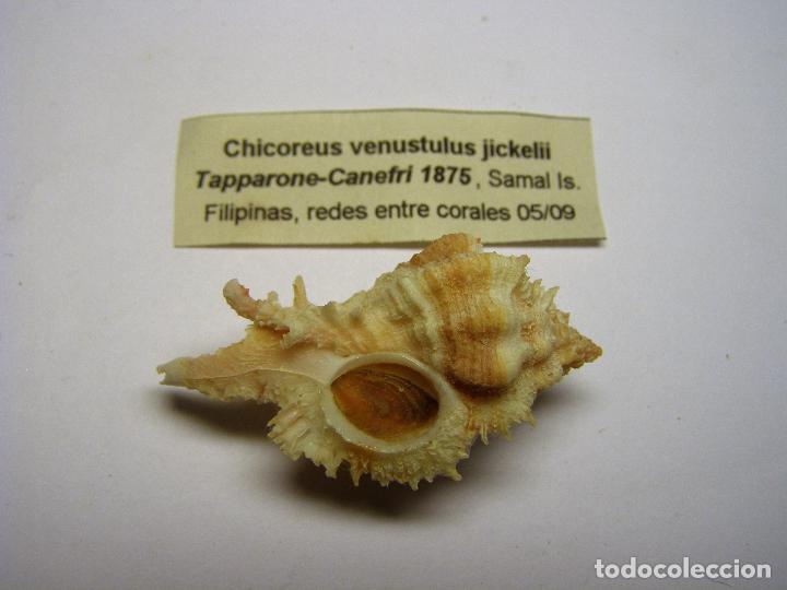 Coleccionismo de moluscos: Caracol Chicoreus venustulus jickelii - Foto 2