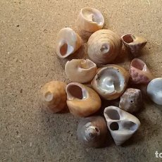 Coleccionismo de moluscos: LOTE DE CARACOLAS. Lote 100301823
