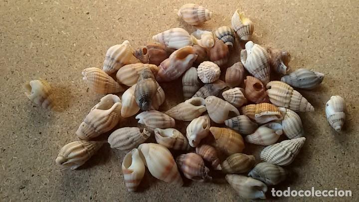 Coleccionismo de moluscos: Lote de caracolas - Foto 1