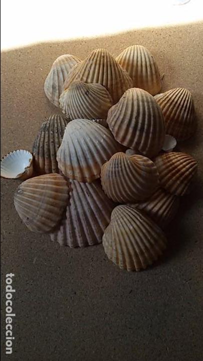Coleccionismo de moluscos: Lote de conchas marinas - Foto 1