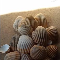 Coleccionismo de moluscos: LOTE DE CONCHAS MARINAS. Lote 100301959