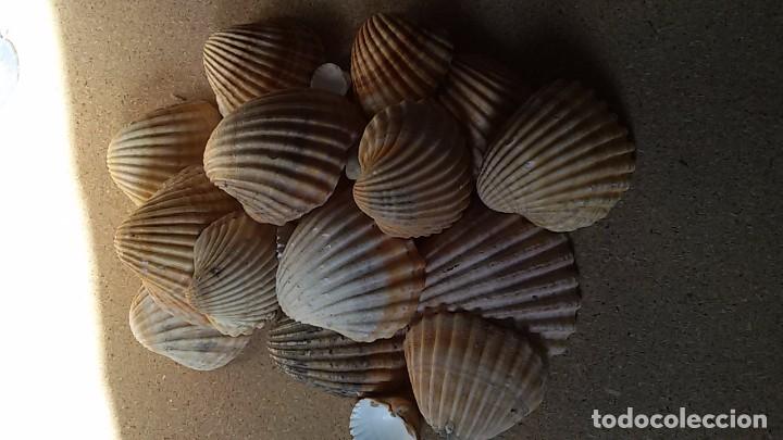 Coleccionismo de moluscos: Lote de conchas marinas - Foto 2