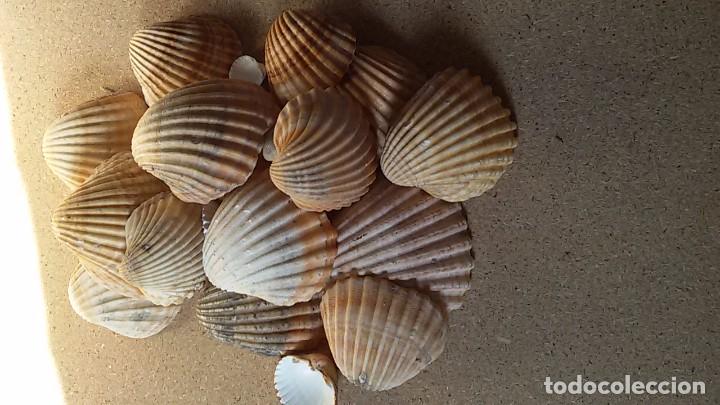 Coleccionismo de moluscos: Lote de conchas marinas - Foto 3
