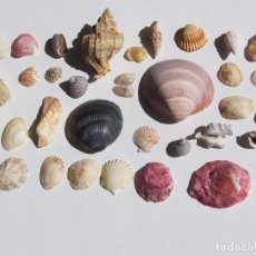 Coleccionismo de moluscos: LOTE VARIADO DE CARACOLAS, CONCHAS, CARACOLES, ETC.