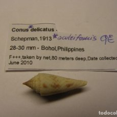 Collezionismo di molluschi: CARACOL CONUS DELICATUS