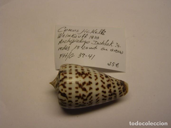 Coleccionismo de moluscos: Caracol conus jickelli. - Foto 1