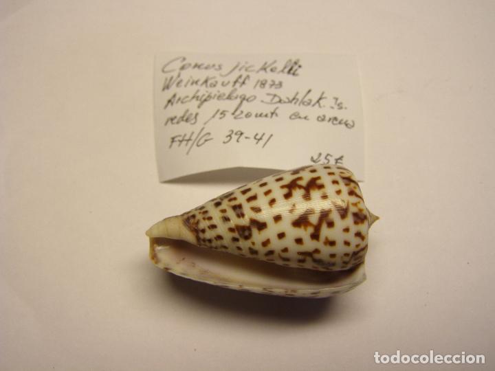 Coleccionismo de moluscos: Caracol conus jickelli. - Foto 2
