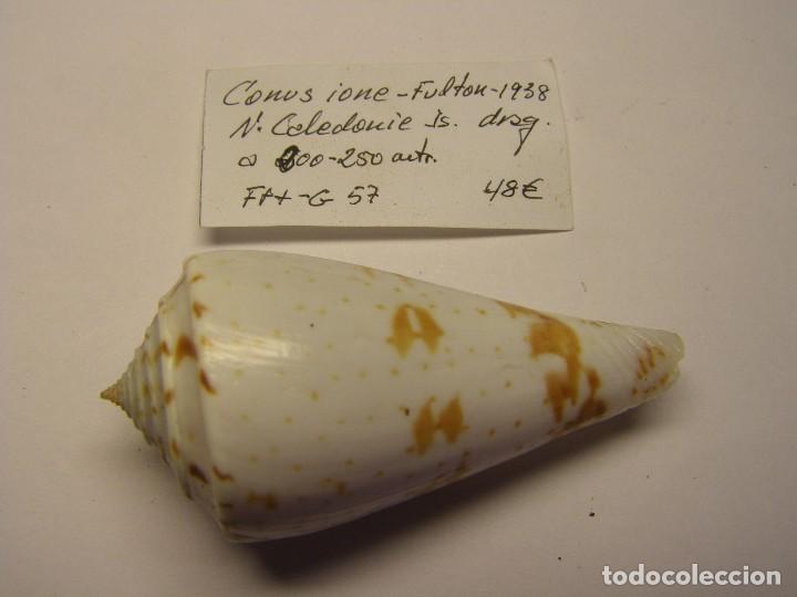 Coleccionismo de moluscos: Caracol conus ione. - Foto 1