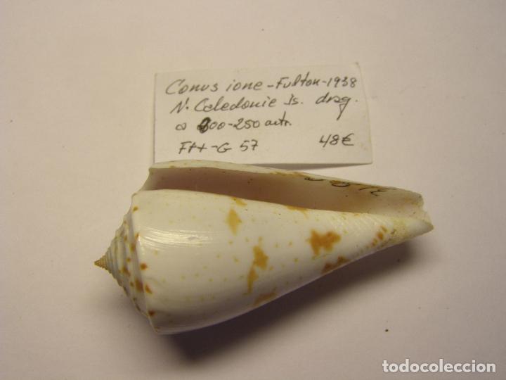 Coleccionismo de moluscos: Caracol conus ione. - Foto 2