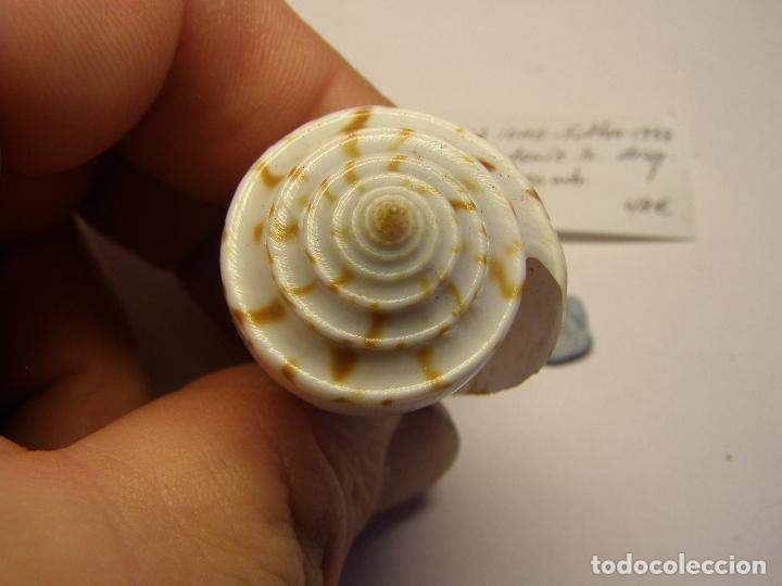 Coleccionismo de moluscos: Caracol conus ione. - Foto 3