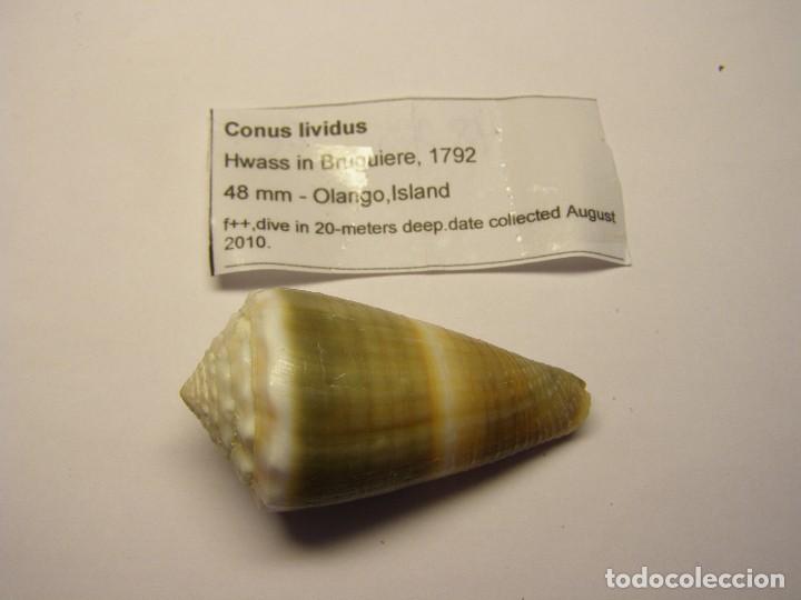Coleccionismo de moluscos: Caracol conus lividus. - Foto 1