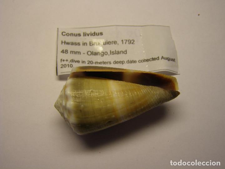 Coleccionismo de moluscos: Caracol conus lividus. - Foto 2
