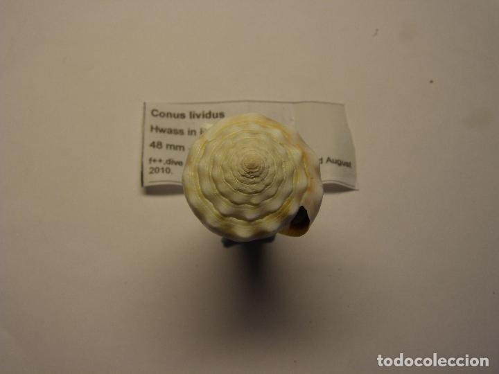 Coleccionismo de moluscos: Caracol conus lividus. - Foto 3