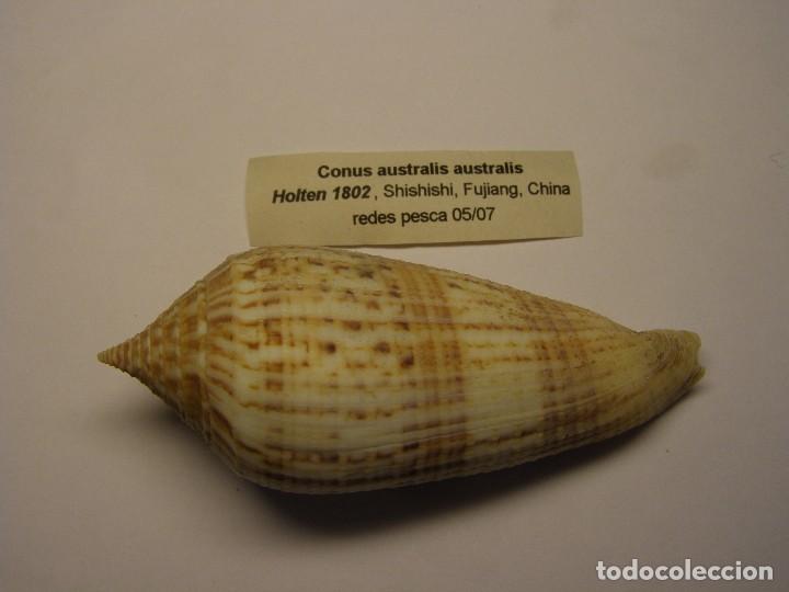 Coleccionismo de moluscos: Caracol conus australis australis. - Foto 1