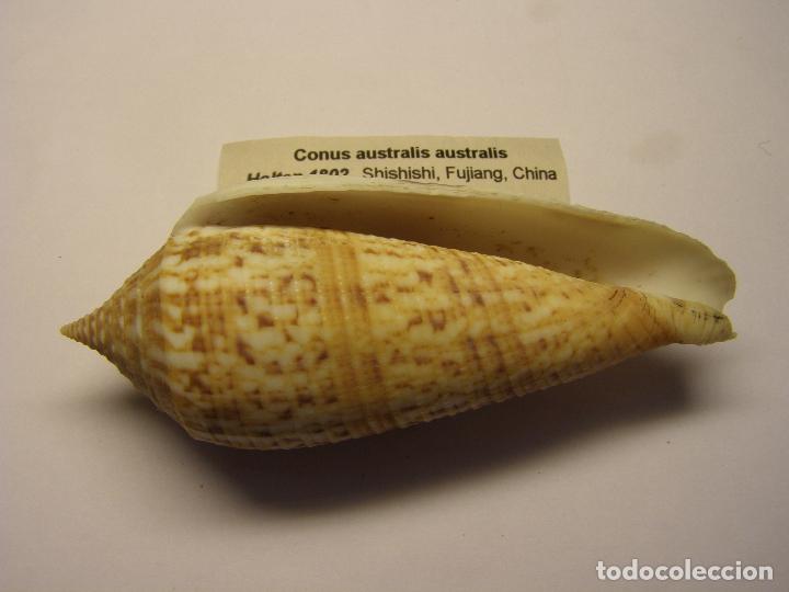 Coleccionismo de moluscos: Caracol conus australis australis. - Foto 2
