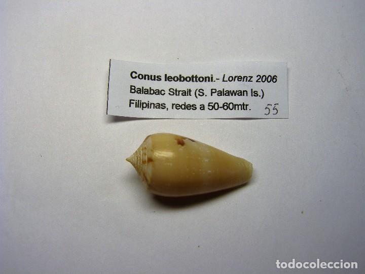 Coleccionismo de moluscos: Caracol conus leobottoni. - Foto 1