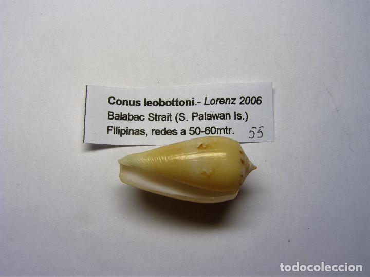Coleccionismo de moluscos: Caracol conus leobottoni. - Foto 2
