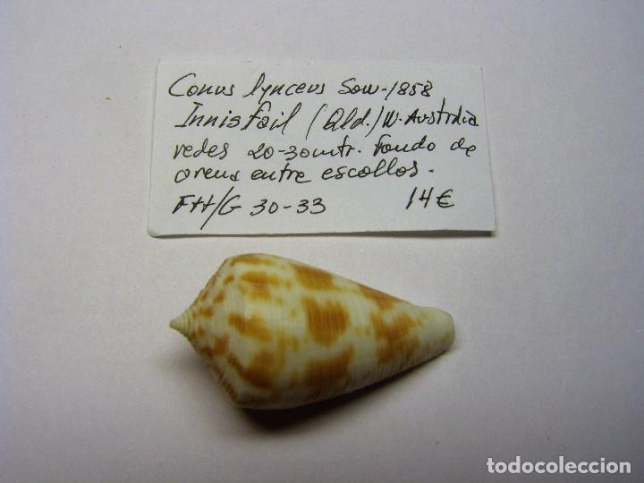 Coleccionismo de moluscos: Caracol conus lynceus. - Foto 1