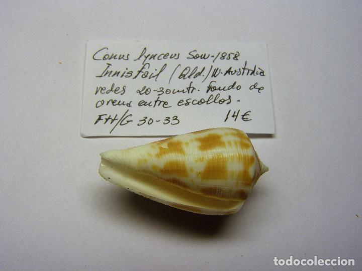 Coleccionismo de moluscos: Caracol conus lynceus. - Foto 2