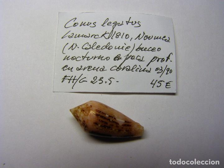 Coleccionismo de moluscos: Caracol conus legatus. - Foto 1