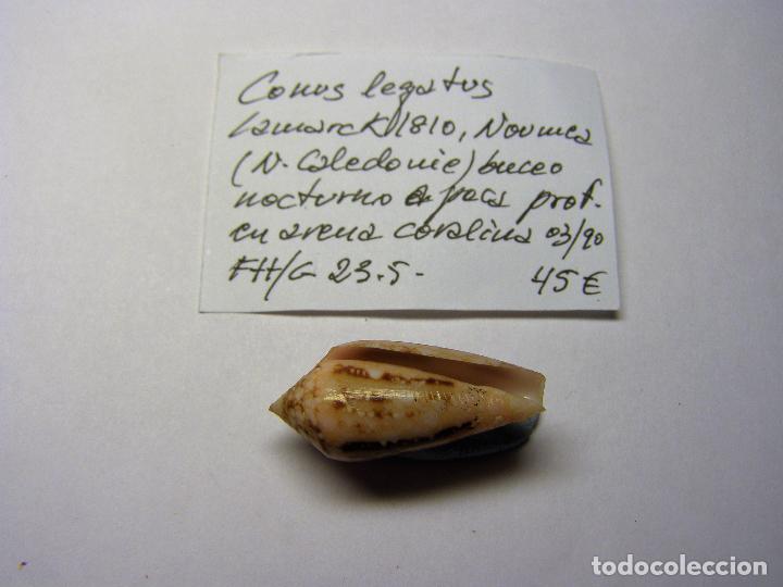 Coleccionismo de moluscos: Caracol conus legatus. - Foto 2