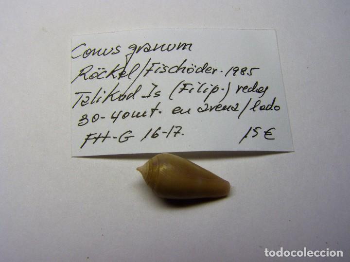 Coleccionismo de moluscos: Caracol conus granum. - Foto 1