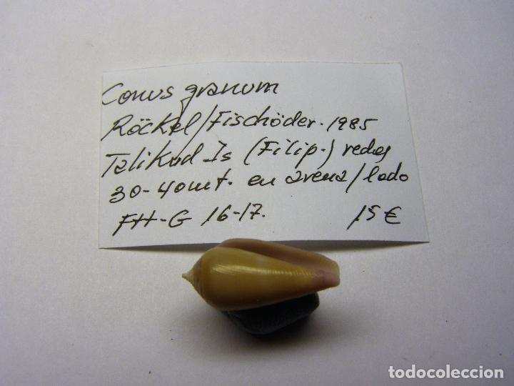Coleccionismo de moluscos: Caracol conus granum. - Foto 2