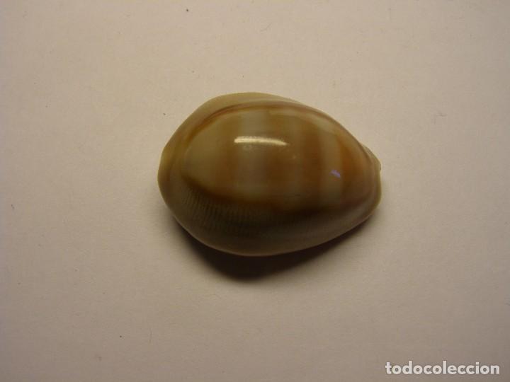 Coleccionismo de moluscos: Caracol cypraea schilderorum. - Foto 1