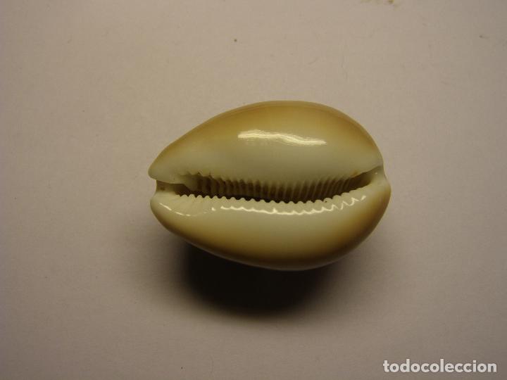 Coleccionismo de moluscos: Caracol cypraea schilderorum. - Foto 2
