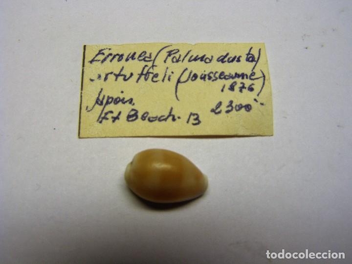 Coleccionismo de moluscos: Caracol cypraea erronea artuffeli. - Foto 1