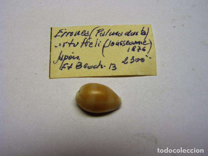 Coleccionismo de moluscos: Caracol cypraea erronea artuffeli. - Foto 3