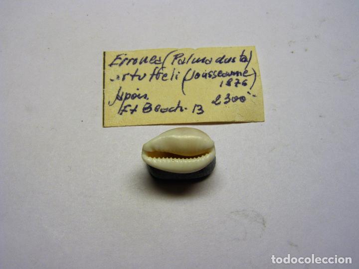 Coleccionismo de moluscos: Caracol cypraea erronea artuffeli. - Foto 2
