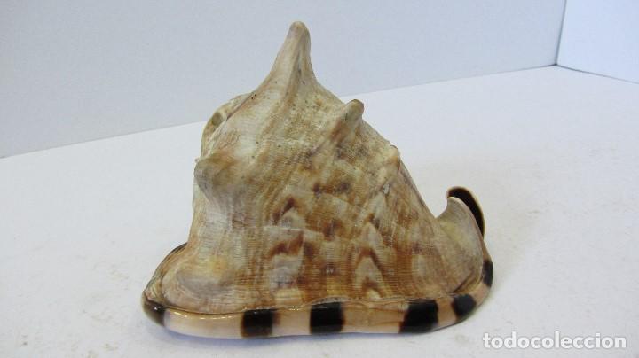 Coleccionismo de moluscos: CARACOLA , CASSIS RUFA - Foto 2