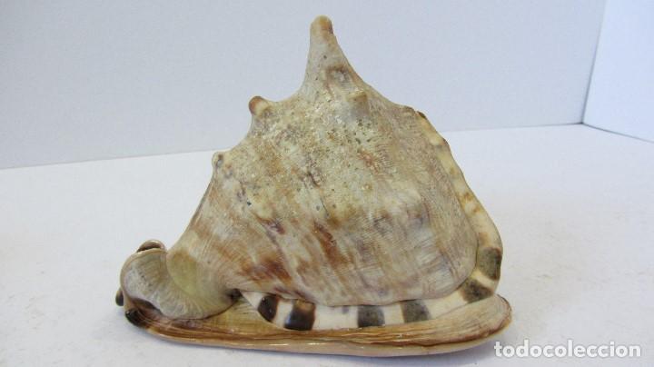 Coleccionismo de moluscos: CARACOLA , CASSIS RUFA - Foto 3