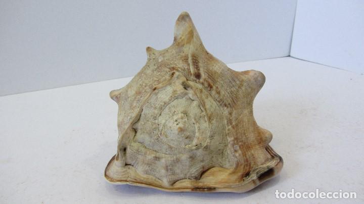 Coleccionismo de moluscos: CARACOLA , CASSIS RUFA - Foto 4