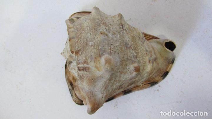 Coleccionismo de moluscos: CARACOLA , CASSIS RUFA - Foto 5