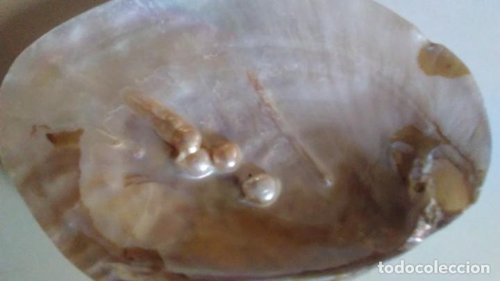 Coleccionismo de moluscos: Concha de madreperla con cinco perlas - Foto 1