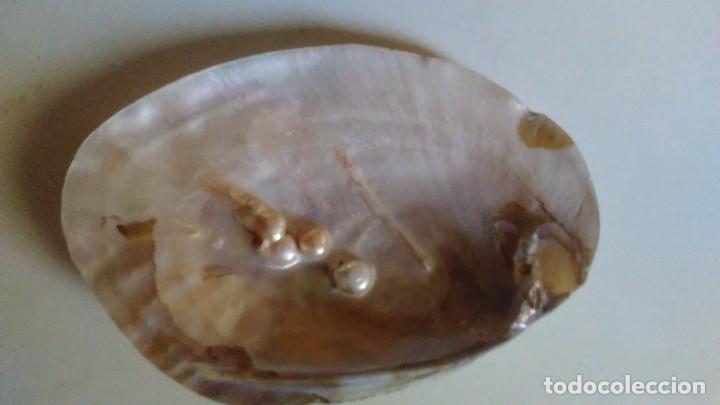 Coleccionismo de moluscos: Concha de madreperla con cinco perlas - Foto 2